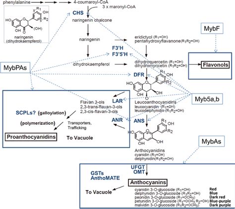 Primary Pathway Of Flavonoid Biosynthesis And Related Myb Transcription