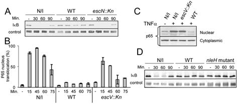 Epec Inhibit Tnfα Induced Iκb Degradation And Nf κb Translocation To