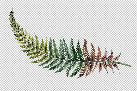 Fern plant watercolor png By MyStocks | TheHungryJPEG