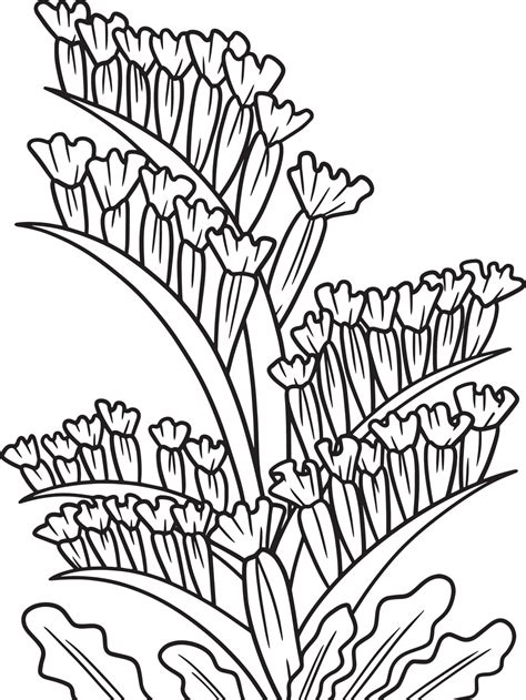 Statice Flower Coloring Page for Adults 8944084 Vector Art at Vecteezy