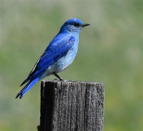 Idaho State Bird – Mountain Bluebird – 50States.com – 50states