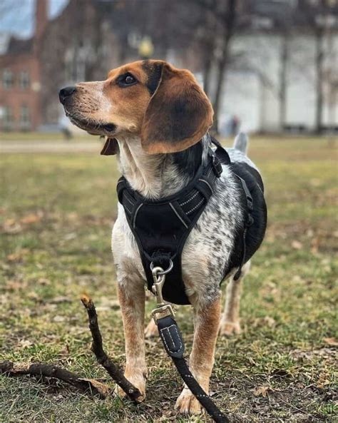 Blue Tick Beagle: A Guide to This Lesser-Known Beagle Color