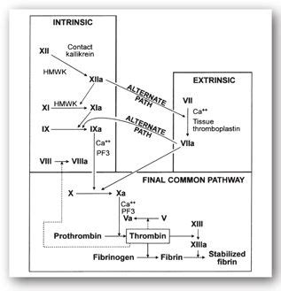 Hematology: Blood Coagulation Tests | Basicmedical Key