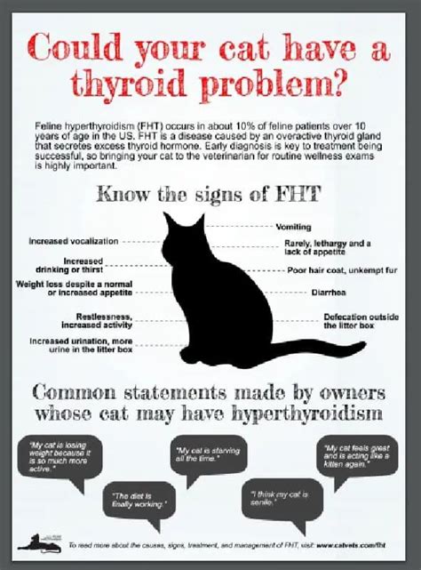 Mother S Day For Cat Moms Tips For Hyperthyroid Cats