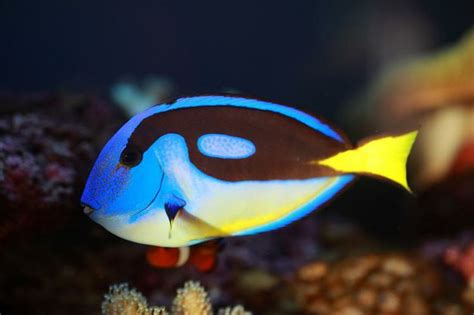 Yellow Belly Regal Tang Alma Aquatics