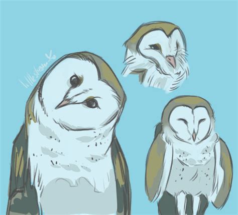 Barn Owl Sketches By Littlesteam Ko On Deviantart