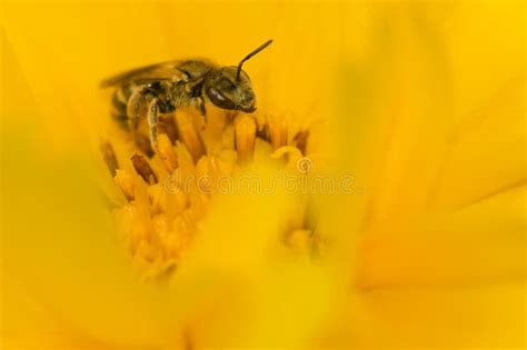 Abelha na flor foto de stock Imagem de mosca néctar 16381576