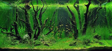 Beneficios De Tener Un Acuario Plantado Aq Aquarium Solutions