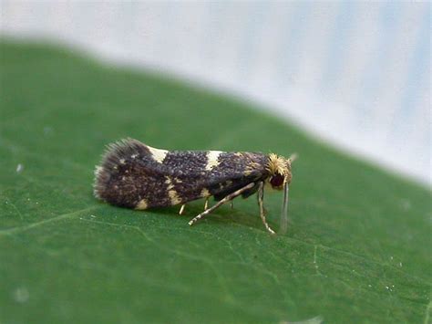 Raspberry Moth Lampronia Corticella Ukmoths