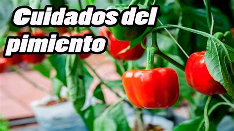 Con Qu Les Das De Comer A Las Plantas De Pimiento Search Ping