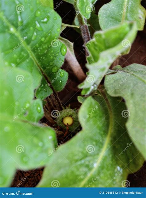 Gerbera Plant in the Asteraceae Family. Known As the African Daisy