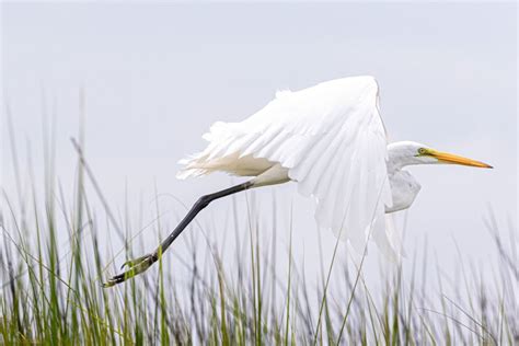 Lowcountry Wildlife Stock Photos - Max Photography