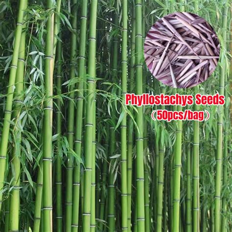 Seeds Giant Moso Bamboo Seeds Phyllostachys Seeds For Planting