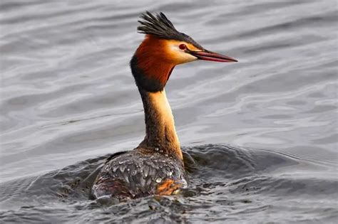 10 Types Of Birds That Swim Underwater With Pictures Bird Feeder Hub