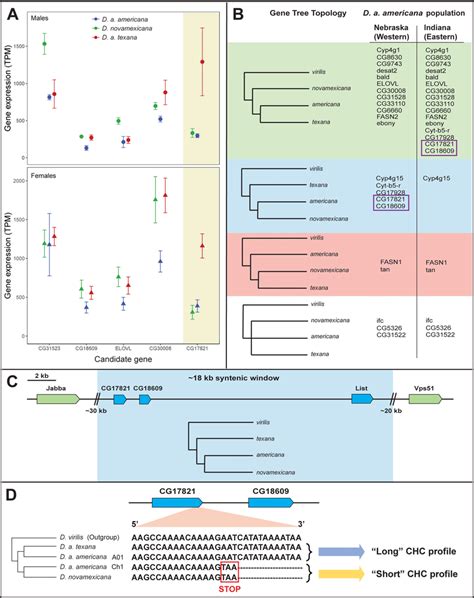 Chc Candidate Gene Expression Genealogical Relationships And Sequence