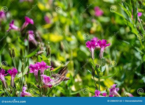 Hawk Moth Hovering Over A Lewis Monkeyflower Along The Castle Crest