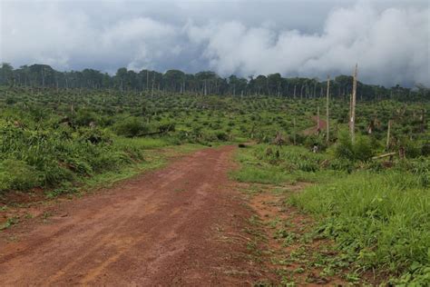 Earths ‘second Lung Is Under Threat Losing The Congo Basin Forests Would Set The Fight