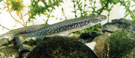 TerraNature | New Zealand ecology - Native freshwater fish, inanga ...