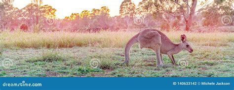 Australian Kangaroo Foraging in a Field at Dawn Stock Photo - Image of ...