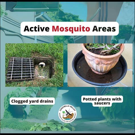 Have you noticed any potential mosquito breeding areas on your property
