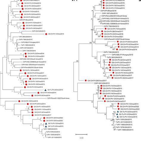 Phylogenetic Trees Constructed Using The Nucleotide Sequences Of