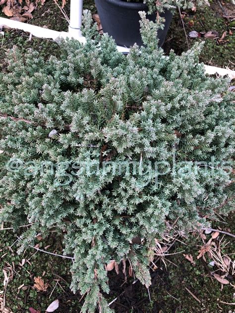 Dwarf Japanese Garden Juniper Juniperus procumbens | Etsy