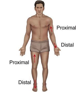 Chapter 2 The Human Body In Health And Disease Medical Terminology For