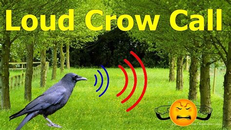 Crow Call To Attract Crowscrow Calling Other Crowscrow Sounds Youtube