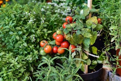 Descubre Qu Plantas Puedes Cultivar Junto A Tus Tomates Para Mejorar