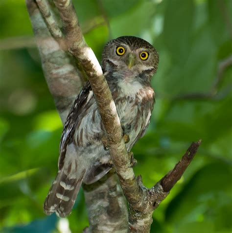 Cabure Glaucidium Brasilianum A Photo On Flickriver