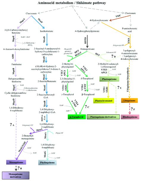 Prenylquinone Biosynthesis Pathways 45 Some Prenylquinones Shown Download Scientific Diagram