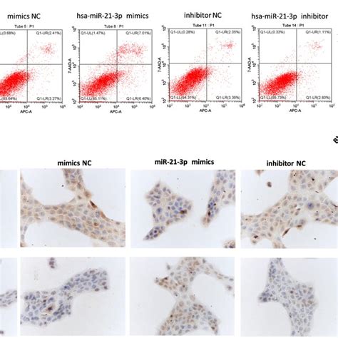 Effect Of MiR 213p On Apoptosis Of HaCaT Cells A Flow Cytometry