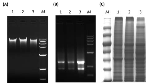 Spineasy Dna Rna Protein All In One Kit Preps