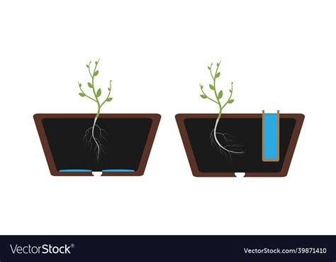 Hydrotropism - plants growth response in which Vector Image