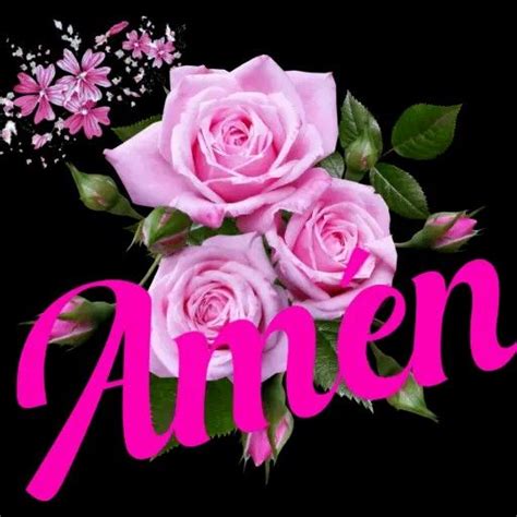 Felicia Jesus Christ Amen Rose Flowers Plants Pink Plant Roses