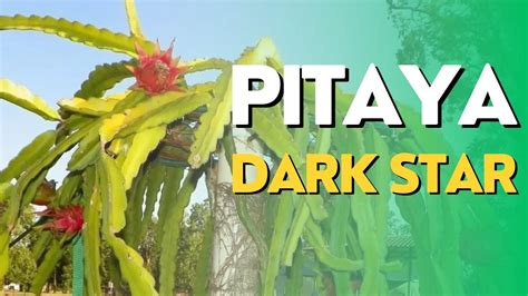 Pitaya DARK STAR EXCELENTE CUSTO BENEFÍCIO YouTube