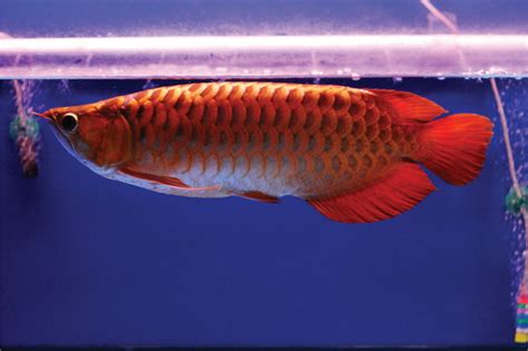 Super Red Arowana Nakama Aquatics