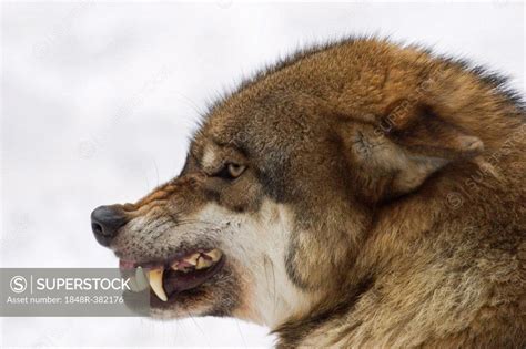 A Growling European Wolf In Winter Canis Lupus Lupus Wildpark Poing