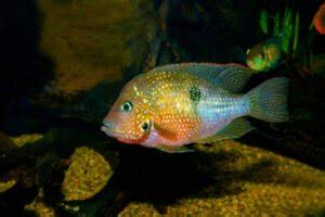 Red Devil Cichlid • Care Guide (Tank Setup, Mates & Diet)