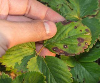 Strawberry Diseases Expert Tips For Common Issues Homes Gardens