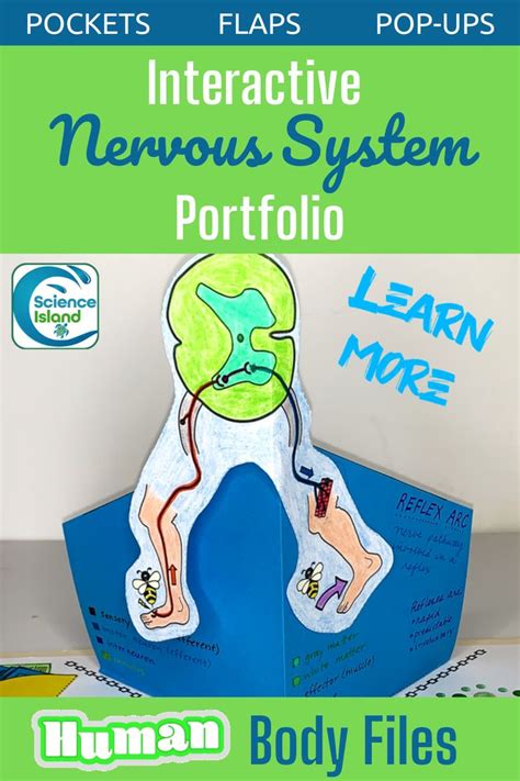 Nervous System Activity - Human Body Files for Anatomy and Physiology | Nervous system ...