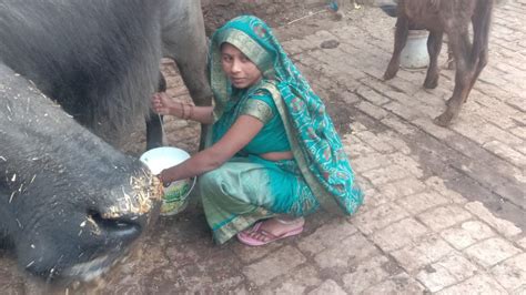 Buffalo Milking Village By Hand Youtube