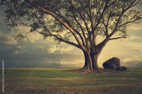 Treee Ground And Background