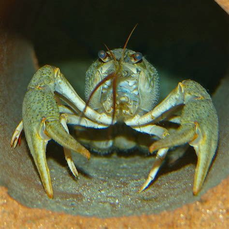 White-clawed crayfish | Suffolk Biodiversity Information Service