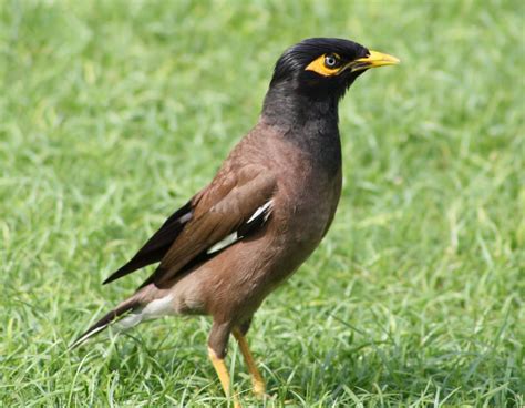 TERRA DAS AVES: Mainá-comum (Acridotheres tristis)