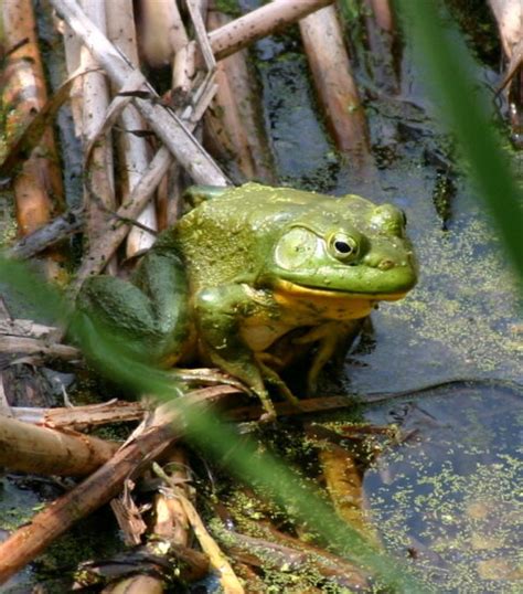 The History Of American Bullfrog Control In The Central Kootenays Ckiss Central Kootenay