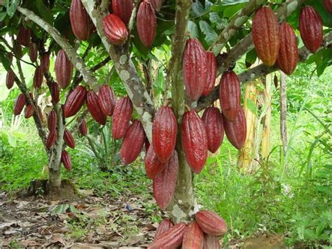 El Cacao Es Uno De Los Cultivos Más Promisorios Para Colombia