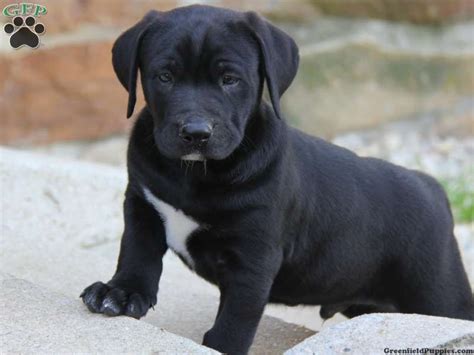 Adorable Lab Bulldog Mix Puppies - l2sanpiero