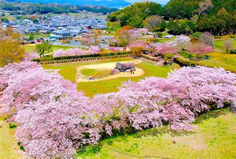 【2024】「橿原神宮」「長谷寺」「大神神社」など 「奈良のおすすめ桜名所・見どころ」ガイド【橿原市・桜井市・大和高田市・明日香村・田原本町編】