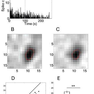 Adaptation Dependent Firing Rate And Receptive Field A Time Dependent